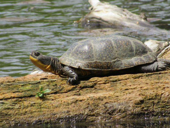 Blanding's Turtle